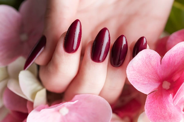 Hands of a young woman with dark red manicure on nails
